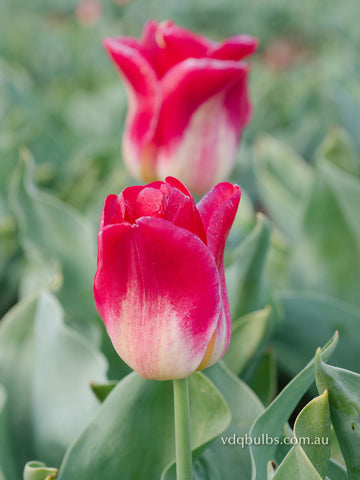 Match - Tulip