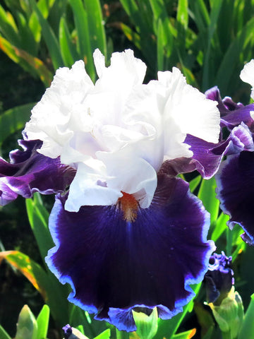 Merry Amigo - Bearded Iris