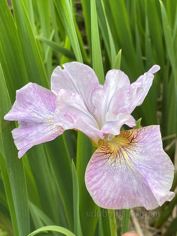 Mesa Pearl - Siberian Iris