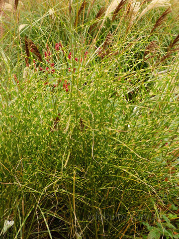 Miscanthus 'Gold Bar'