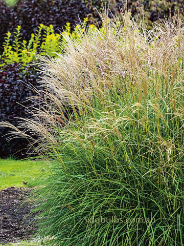 Miscanthus Eileen Quinn