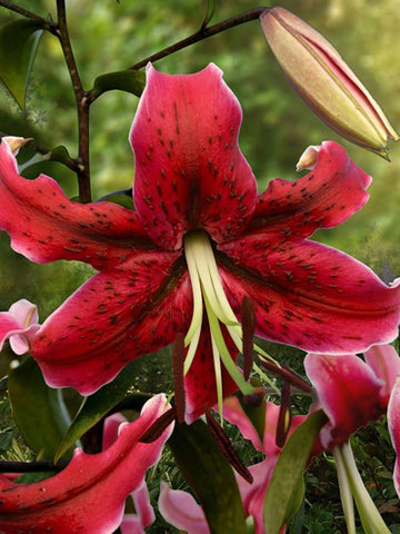 tiger lily red velvet Red Velvet - Tiger Lilium