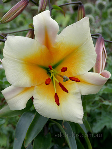 pearl white lily Pearl White - Lilium