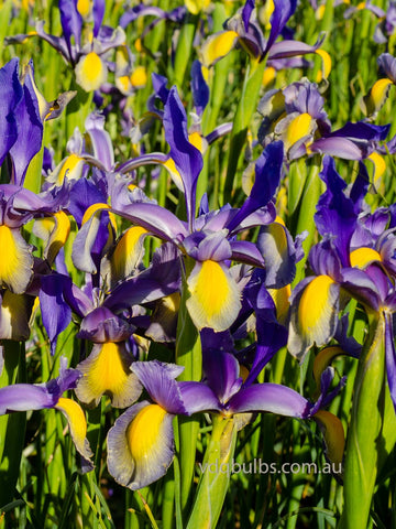 Miss Saigon - Dutch Iris