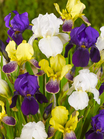 Mixed Bearded Iris