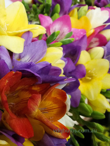 Mixed Bedding Freesias