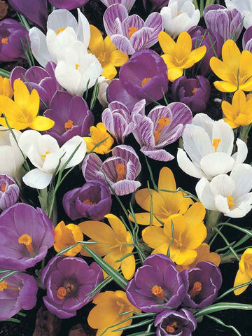 Mixed Crocus