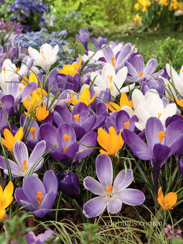 Mixed Crocus vernus