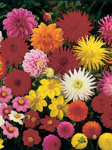 Mixed Dahlias