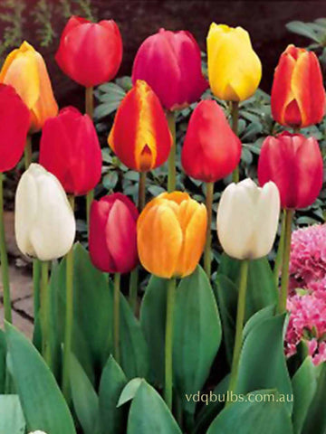 Mixed Darwin Hybrid Tulips