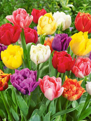 Mixed Double Tulips