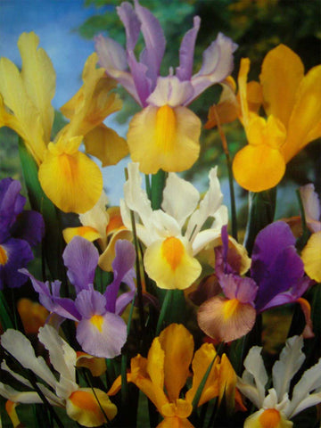 Mixed Dutch Iris