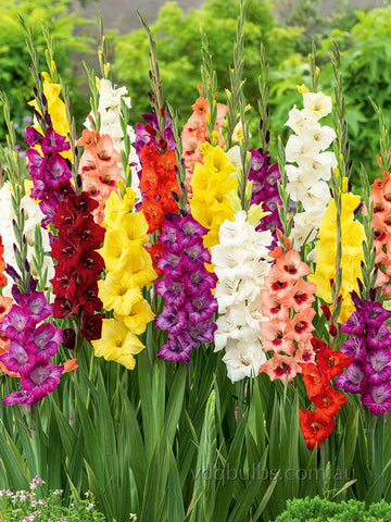 Mixed Glamini Gladioli