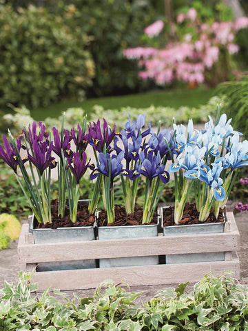 Mixed Iris Reticulata