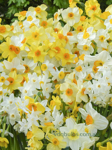 Mixed Jonquils