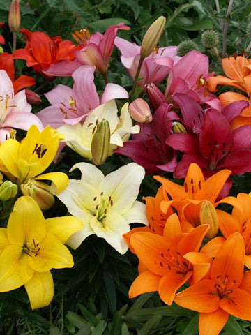 Mixed Asiatic & LA Hybrid Liliums