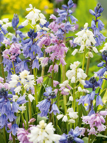 Scilla hispanica - Mixed Spanish Bells
