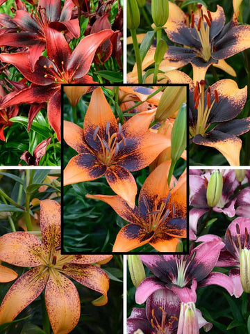 Mixed Tango Lilium