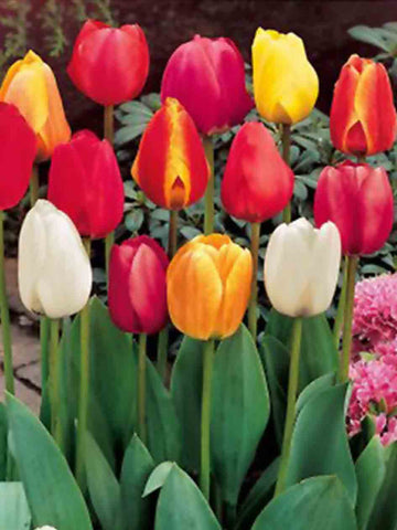 Mixed Triumph Tulips