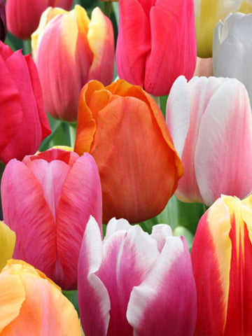 Mixed Tulips