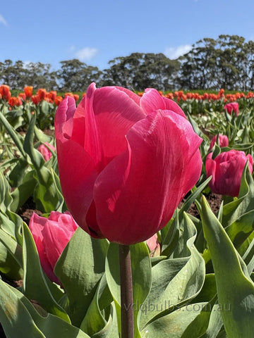 Moneypenny - Tulip