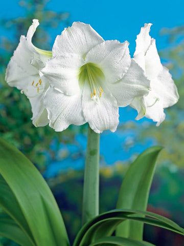 Mont Blanc - Hippeastrum