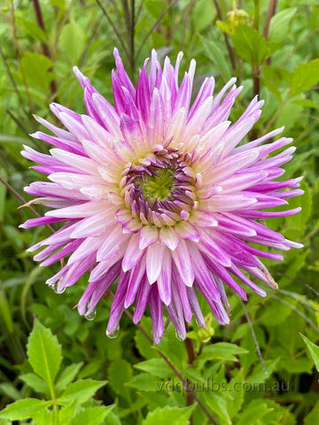 Moories Sensation - Dahlia