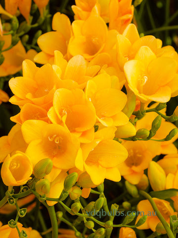 Morning Sun - Single Freesia