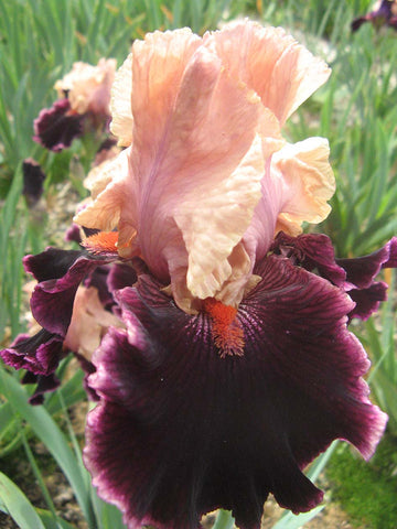 Moroccan Magic - Bearded Iris