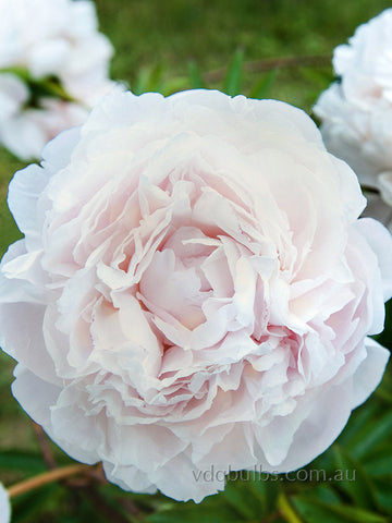 Mother's Choice - Herbaceous Peony