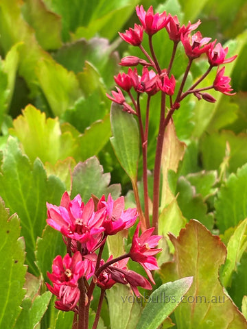 Mukgenia Flame