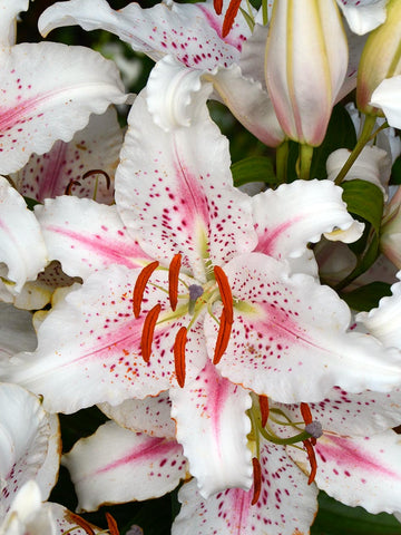 Muscadet - Dwarf Oriental Lilium