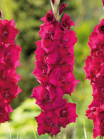 Mystic Magenta - Gladioli