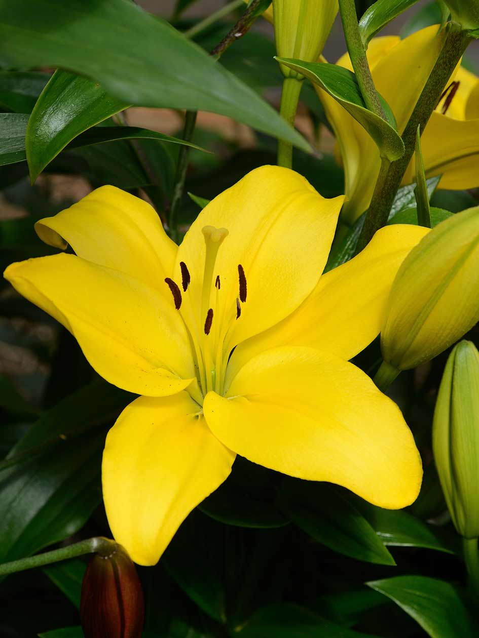 Nashville - LA Hybrid Lilium | VDQ Bulbs