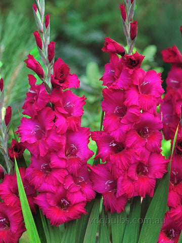 Natan - Gladioli