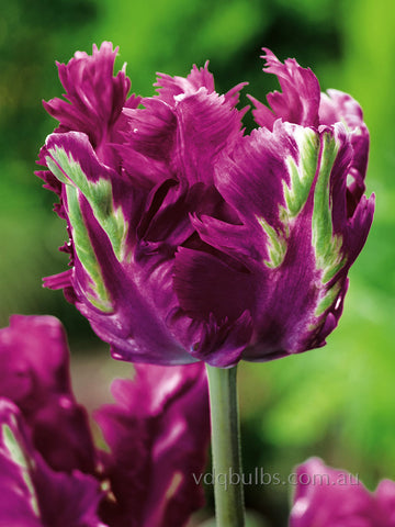 Negrita Parrot - Tulip