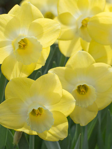 Neon - Daffodil