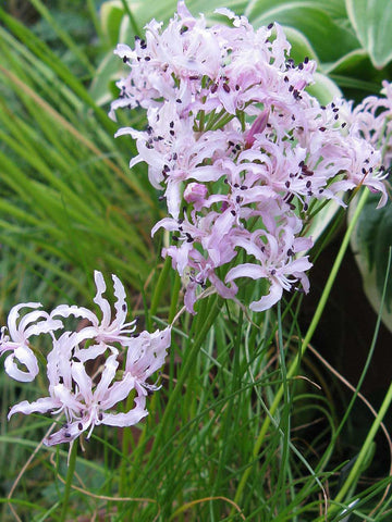 Nerine masoniorum