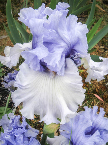 Never Been Kissed - Bearded Iris
