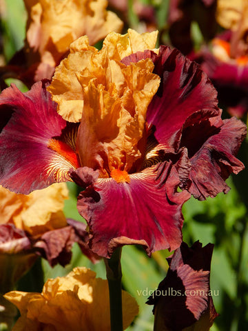 Noble Dragon - Bearded Iris