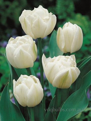 North Cap - Tulip