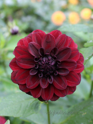 Nugget - Dahlia
