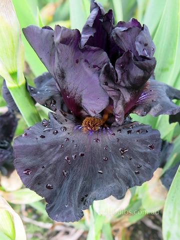 Old Black Magic - Bearded Iris