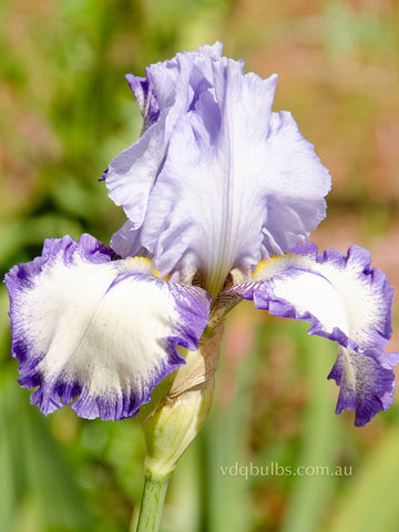 On The Move - Bearded Iris