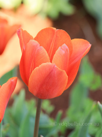 Orange Babies - Tulip