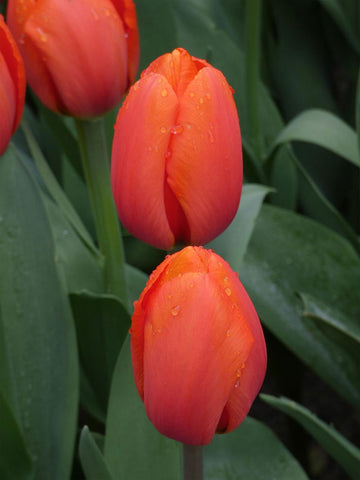 Orange Balloon - Tulip