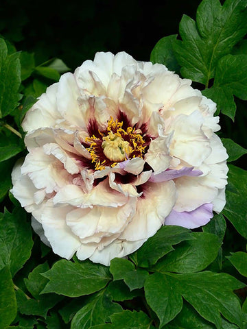 Orion - Tree Peony