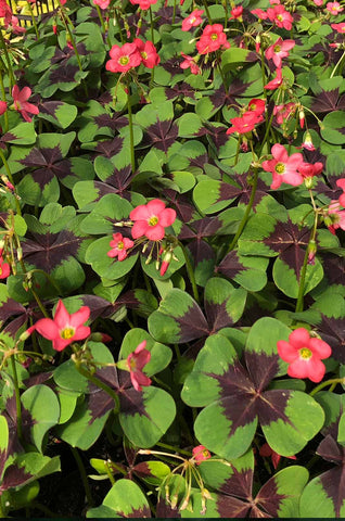 Oxalis deppei 'Iron Cross'