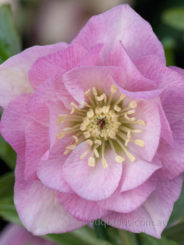 Pale Pink Double - Hellebore