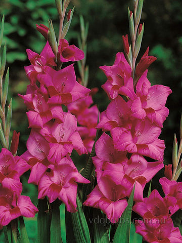 Palermo - Gladioli